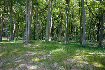 Dense trees and other vegetation