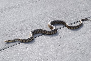 Snake on concrete