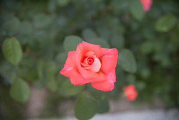 pink rose in garden