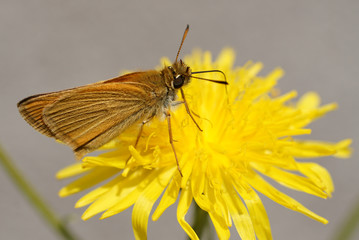 Schmetterling - Löwenzahn