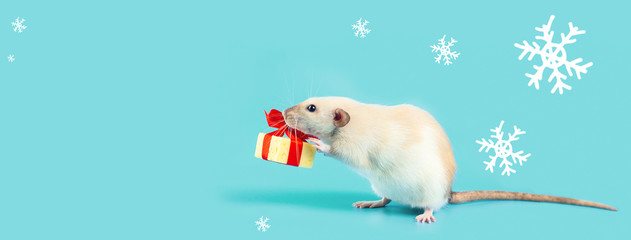 cute decorative rat with cheese gift and red bow on a blue background