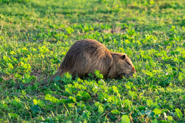 Coypu water rat in green grass. Animal.
