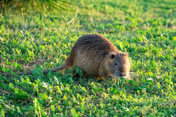 Coypu water rat in green grass. Animal.