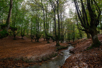 beautiful beech forest in autumn with vivid colors. Otzarreta, Basque Country, Spain