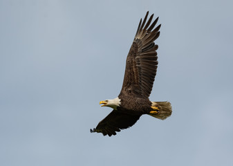 An American Bald Eagle in flight.