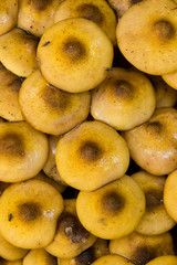 Orange mushroom growing on ground