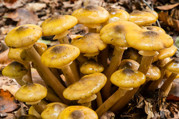 Orange mushroom growing on ground