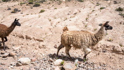 Wild llamas in desert in Peru.