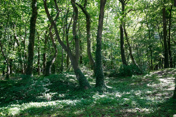 Fototapete bei efototapeten.de bestellen   