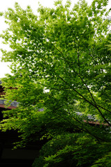 Obraz premium trees in the park