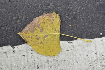 yellow leaf on asphalt