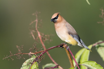 Beautiful Cedar Waxwing (Bombycilla cedrorum) perched on a broken limb.