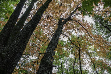 Autumn tree background