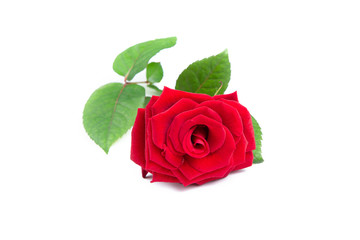 Fresh red rose on a white isolated background.