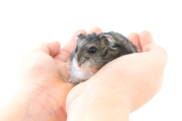 Small gray rodent on a hand on a white background