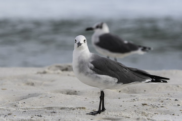 Two seagulls on a beach