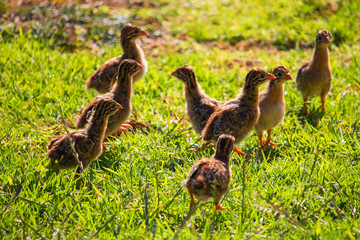 A flock of cute tiny guineafowl keets standing in a grass meadow at sunset.