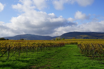 Fototapeta na wymiar Panoramablick über Weingärten auf Waldhügel