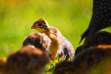 A flock of cute tiny guineafowl keets walking in a grass meadow at sunset.