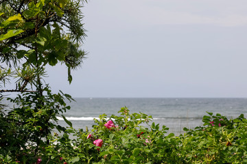 Wild plants on the dunes by the sea