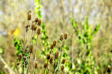 Teasel - Dipsacus 0509