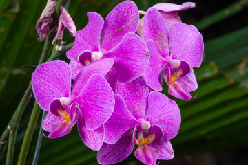Beautiful purple orchid flower (Orchidaceae)
