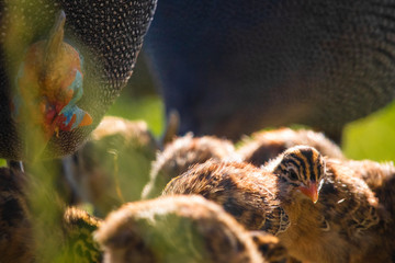 Close up of cute tiny guineafowl keets feeding with their parents in a grass meadow at sunset.