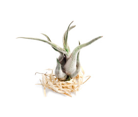 Tillandsia caput-medusae (also known as octopus plant and medusa's head) isolated on white background