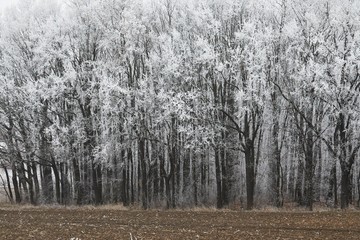 Winter trees in the forest