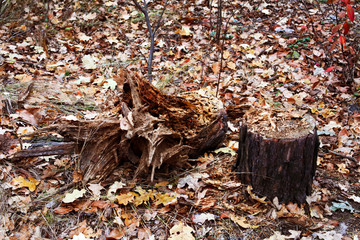 rotten stump lies on the ground in the autumn forest