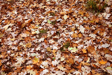 yellow leaves in the autumn forest on the ground