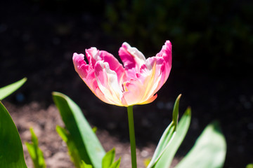Pink brindled tulip backlit by the spring sun