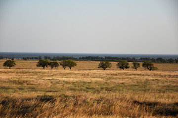 Obraz premium A field of dry, yellow grass is crossed by a series of green trees, and beyond them a bay.