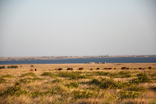 A herd of cows walks across a field of dry, yellow grass. The field is suitable for the very edge of the sea. In the field mixed with dry grass grows green grass. Beautiful rural landscape.