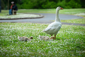 Fluffy baby geese with parents in Western Springs Park in Central Auckland