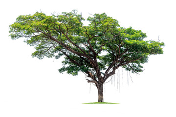 Big tropical tree isolated on a white background. File contains with clipping path so easy to work.