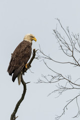 A fierce looking American Bald Eagle perched in a tree.