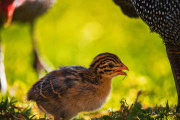 Close up of cute tiny guineafowl keets feeding with their parents in a grass meadow at sunset.