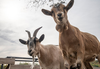 nigerian dwarf goats 