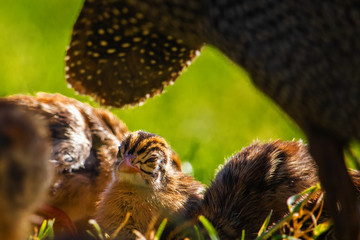 Close up of cute tiny guineafowl keets feeding with their parents in a grass meadow at sunset.