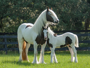 Gypsy horse mare and foal touch - obrazy, fototapety, plakaty