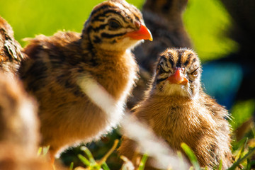 Close up of cute tiny guineafowl keets feeding with their parents in a grass meadow at sunset.