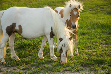 Miniature horse foal with mare