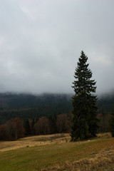 Autumn landscape backgroun in the rain with fog