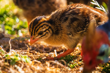 Close up of cute tiny guineafowl keets feeding with their parents in a grass meadow at sunset.