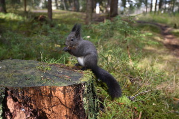 Naklejka na ściany i meble Squirrel sitting on a tree stump in forest and eating a nut