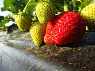 Strawberries Fragaria rippen on raised bed with black plastic mulch. Close-up.