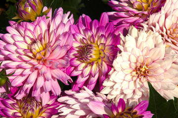 A variety of pink flowers with various backgrounds