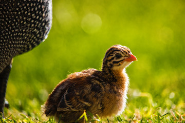 Cute tiny guineafowl keets sitting with mom in a grass meadow at sunset.