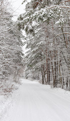Obraz premium Beautiful winter forest with snowy trees and a white road. Fairy tale.
